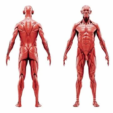 3d render of human muscular system, detailed view Stock Illustration