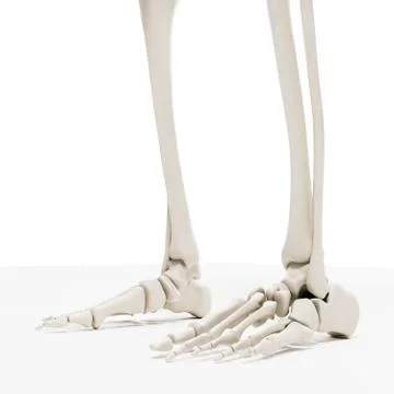 3d render of human skeleton, foot bones Stock Illustration