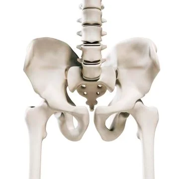 3d render of human skeleton, hip bones Stock Illustration