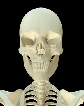 3D render- Human Skeleton Skull, body face Stock Photos
