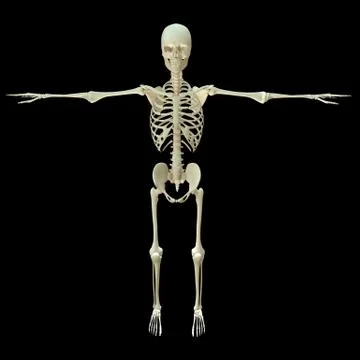 3D render- Human Skeleton Skull body Stock Photos