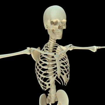 3D render- Human Skeleton Skull body Stock Photos