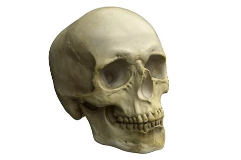3D render of Human Skull isolated on white Stock Illustration