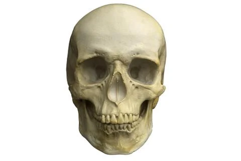3D render of Human Skull isolated on white Stock Illustration