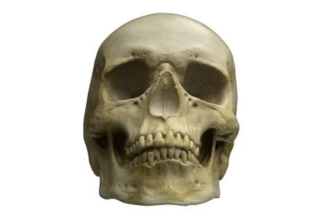 3D render of Human Skull isolated on white Stock Illustration
