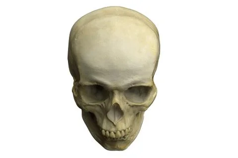 3D render of Human Skull isolated on white Stock Illustration