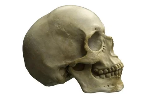 3D render of Human Skull isolated on white Stock Illustration