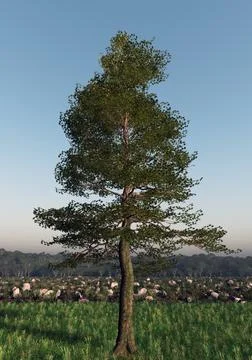A 3d render illustration a beautiful tree on the grass against a blue sky, la Illustrazione stock