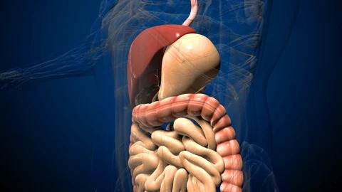 3D render illustration digestive system Stock Footage 100359661
