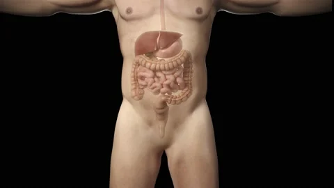 3D render illustration digestive system . Human anatomy. Stock Footage 183143038