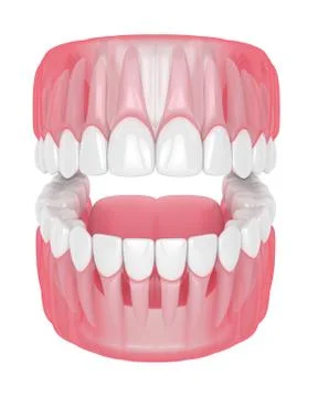 3d render of jaw with teeth over white Stock Illustration