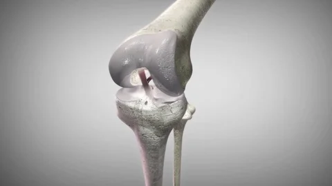 3d render knee joint by Polymime http://www.polymime.com Stock Footage 75416806