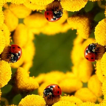 3d render of ladybug on yellow flowers 스톡 일러스트