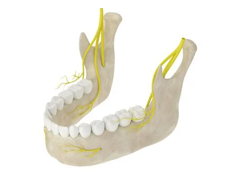 3d render of mandibular arch with nerves Stock Illustration