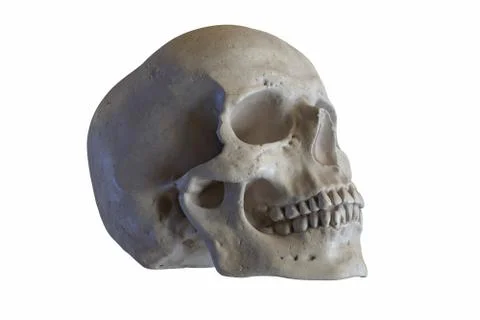 3D render of Marble sculpture of Human Skull isolated on white Stock Illustration