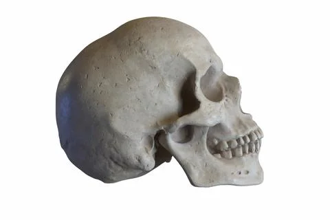 3D render of Marble sculpture of Human Skull isolated on white Stock Illustration