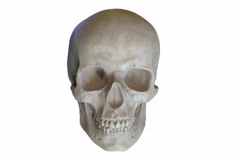 3D render of Marble sculpture of Human Skull isolated on white Stock Illustration
