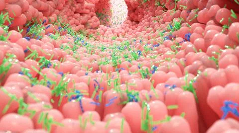 3D Render of Microbiome - Bacteria in a Gut Stock Illustration