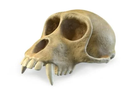 3D render of Monkey Skull isolated on white. Stock Illustration