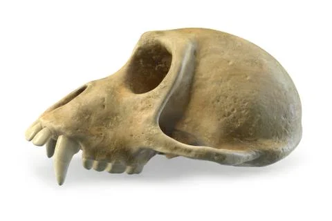 3D render of Monkey Skull isolated on white. Stock Illustration