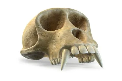 3D render of Monkey Skull isolated on white. Stock Illustration