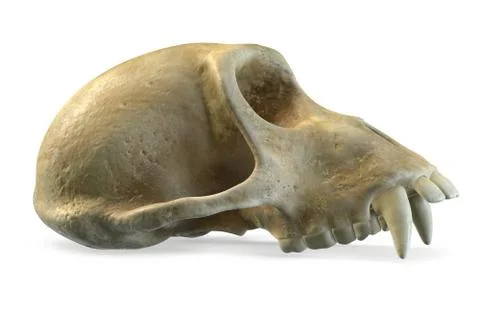3D render of Monkey Skull isolated on white. Stock Illustration