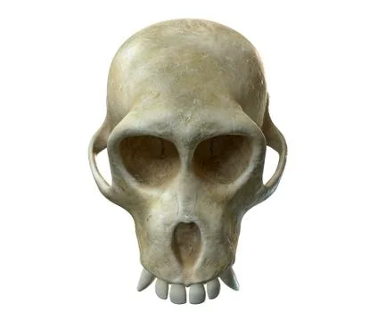 3D render of Monkey Skull isolated on white. Stock Illustration
