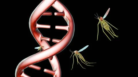 3d render of mosquitoes and a dna double helix. Stock Illustration