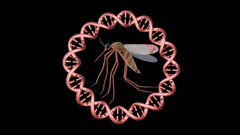 3d render of mosquitoes and a dna double helix. Stock Illustration