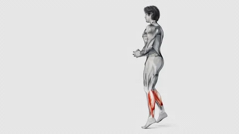 3d render of a muscular character doing Calf muscle exercise on isolated white Stock Footage 250855935