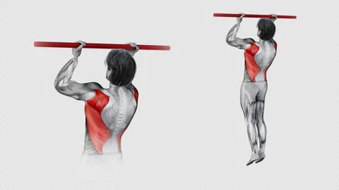 3d render of muscular character doing Lats Bodyweight Pull Ups on isolated white Stock Footage 251014439