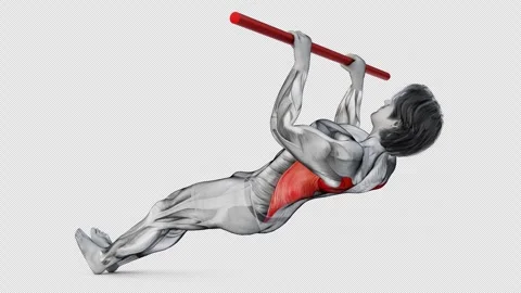3d render of muscular character doing Lats Bodyweight Inverted Row on isolated Stock Footage 251014511