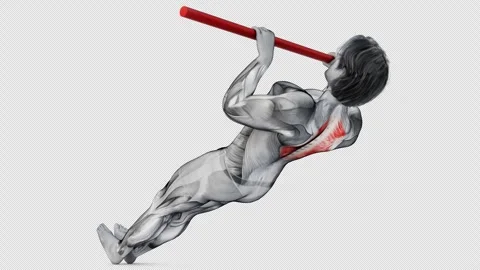 3d render of muscular character doing Traps (mid-back) Inverted Row on isolated Stock Footage 251014662