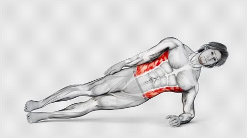 3d render of muscular character working out Obliques Side Plank Down on isolated Stock Footage 251014291