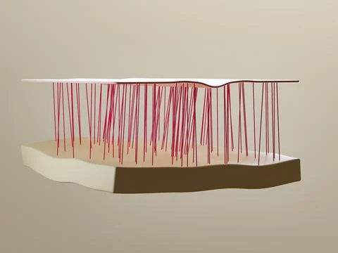 3d render of old and young skin, skin anatomy with collagen and wrinkles. Aging Stock Illustration