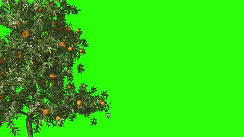 3d render orange tree in the wind. Green screen for keying Stock Footage 133307033