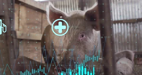 3D render pig head being visualized inside barn, overlaying line graphs, grid Stock Footage 308386911