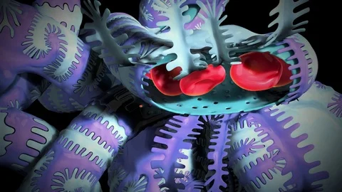 3d render of podocytes and blood cells. http://www.polymime.com Stock Footage 75364632