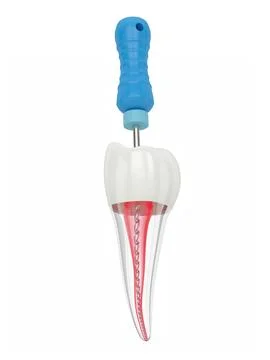3d render of premolar tooth with endodontic C file over white background Stock Illustration