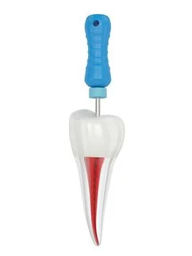 3d render of premolar tooth with endodontic C file over white background Stock-Illustration