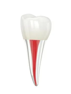 3d render of premolar tooth with visible canal root over white background Ilustração Stock