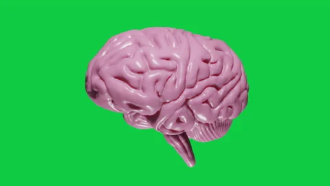 3D render Realistic Brain with Pink Tint on Green Screen Rotating Seamless Loop Stock Footage 132411760