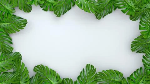 3D render of realistic Monstera leaves on white background for cosmetic ad or Stock Illustration
