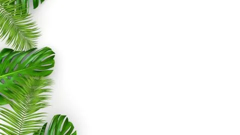 3D render of realistic palm leaves on white background for cosmetic ad or Stock Illustration