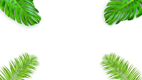 3D render of realistic palm leaves on white background for cosmetic ad or Stock Illustration