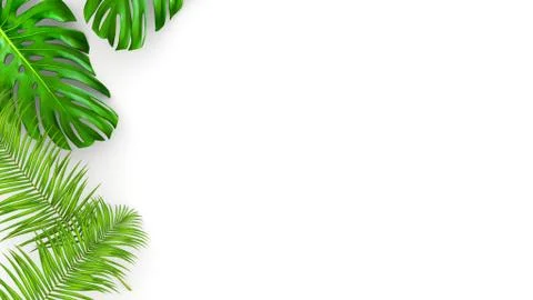 3D render of realistic palm leaves on white background for cosmetic ad or Stock Illustration