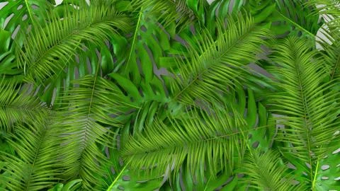 3D render of realistic palm leaves on white background for cosmetic ad or Stock Illustration