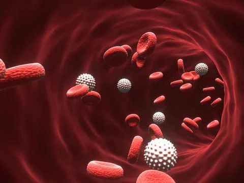 3d render of Red Blood Cells Flow Through Blood Vessel In Circulatory System Stock Illustration