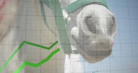 3D render showing white horse muzzle wearing green halter overlaying grid with Stock Footage 329128383
