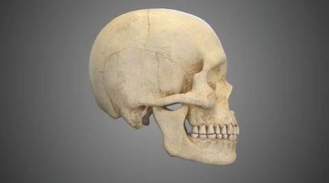 3D render of the side of a realistic human skull on a gray background Illustrazione stock